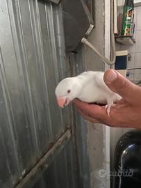 Parrochetti dal collare uno albino e 2 gialli