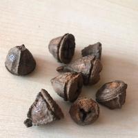 Arredo acquario terrario - baccelli di Eucalyptus