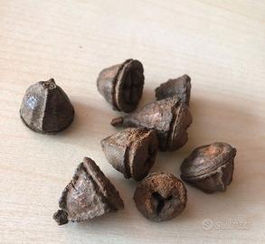 Arredo acquario terrario - baccelli di Eucalyptus