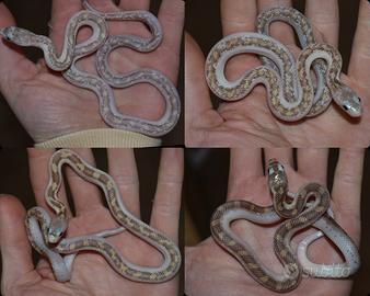 Serpenti del ratto