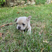 Cuccioli di bulldog francese