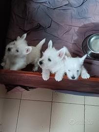 West highland white terrier con pedigree enci