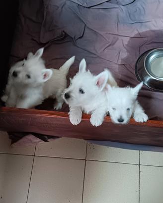 West highland white terrier con pedigree enci
