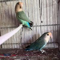 Inseparabili