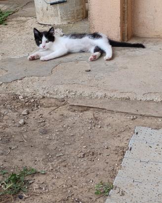 Un gattino