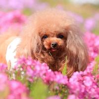 Barboncino toy maschio 26 garrese per monta