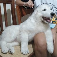 Cuccioli Pastore Maremmano Abruzzese con Pedigree