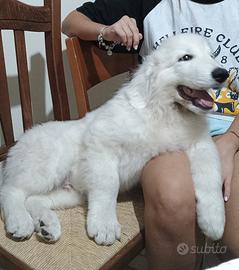 Cuccioli Pastore Maremmano Abruzzese con Pedigree