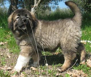 Pastore del caucaso: cuccioli