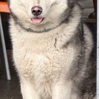 Accoppiamento husky