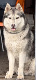 Accoppiamento husky