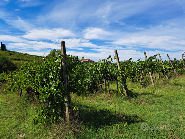 Vigneto in produzione