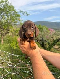 Cuccioli di bassotto cioccolato