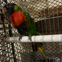 Lory Arcobaleno