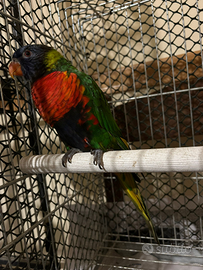 Lory Arcobaleno