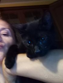 Panterina nero blu 3 mesi, dolcissima