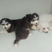 Cuccioli incrocio cane Pirenei e husky