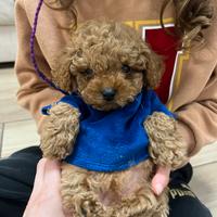 Cuccioli di barboncino toy