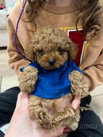 Cuccioli di barboncino toy