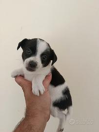 Cuccioli di jack Russell mix