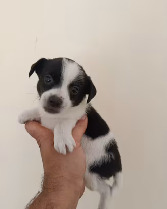 Cuccioli di jack Russell mix