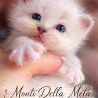 Gattini Sacro di Birmania con pedigree