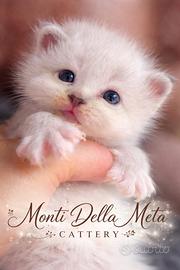 Gattini Sacro di Birmania con pedigree