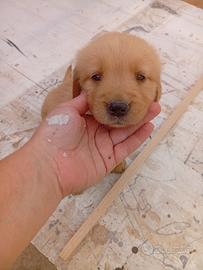 Ultime cucciole disponibili Golden retriever
