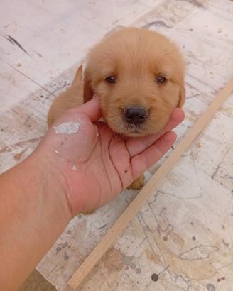 Ultime cucciole disponibili Golden retriever
