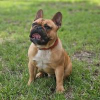 Bulldog francese per monta