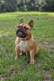 Bulldog francese per monta
