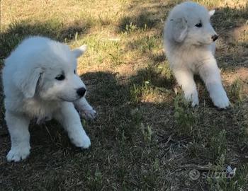 Cuccioli Maremmani