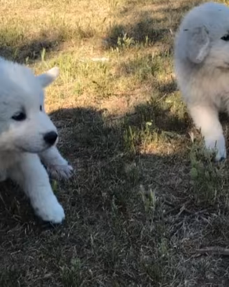 Cuccioli Maremmani