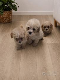 Maltipoo toy