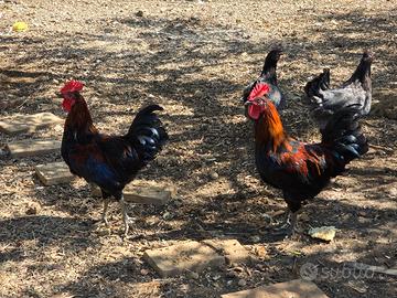 gallo