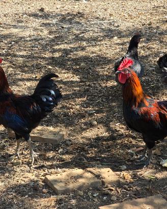 gallo