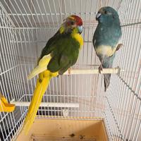 Papagalli kakariki coppia