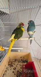 Papagalli kakariki coppia