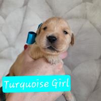 Cuccioli Golden Retriever