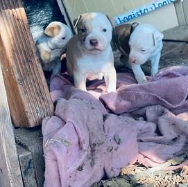 Cuccioli Pitbull red nouse