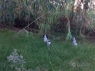 Setter avviati cinghiale