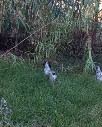 Setter avviati cinghiale