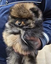 Spitz Tedesco nano Volpino Pomerania