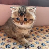 Cuccioli di BRITISH