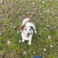 Jack Russell x accoppiamento