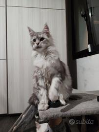Cucciola di Maine coon XXL Silver shaded line