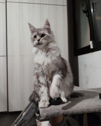 Cucciola di Maine coon XXL Silver shaded line
