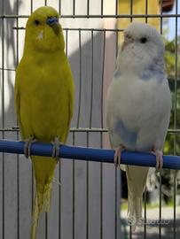 Coppia di cocorite con gabbia e accessori