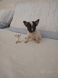 Chihuahua Toy