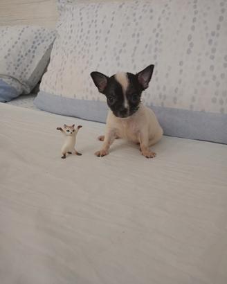 Chihuahua Toy